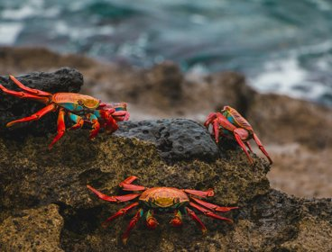 Crabs on a rock