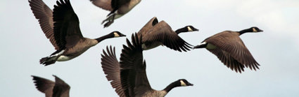 A wedge of six geese flying through the sky.