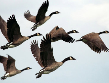 A wedge of six geese flying through the sky.