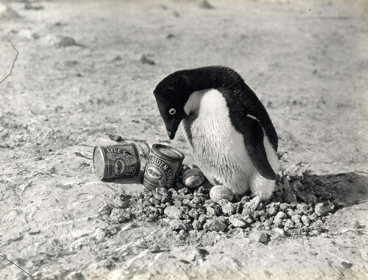 A black and white photo of a penguin standing on rocks next to cans of Lyle's Golden Syrup