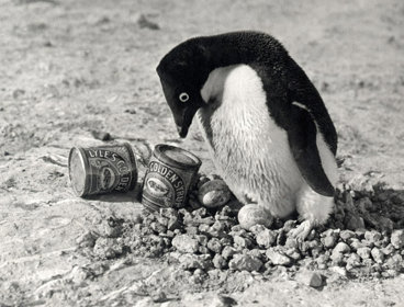 A black and white photo of a penguin standing on rocks next to cans of Lyle's Golden Syrup.