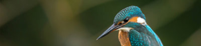  Kingfisher with bright blue feathers and orange brown chest resting on a branch.