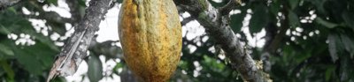 A cacao pod hangs from the branch of a cacao tree.