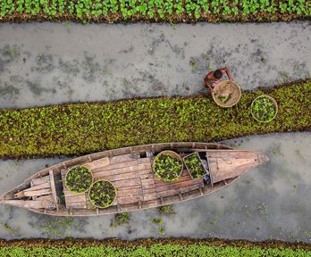 Floating Vegetable Farming
