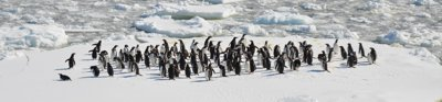 Penguins on ice platform at sea