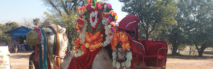 A camel decorated in colourful floral decoration and scarves, with a seat on the back so people can ride it in style