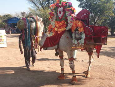 A camel decorated in colourful floral decoration and scarves, with a seat on the back so people can ride it in style