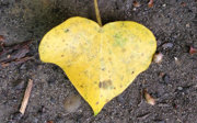 A yellow, heart-shaped leaf laying on a dirt  ground pictured from above.