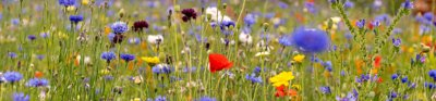 A meadow full of blue and red wild flowers
