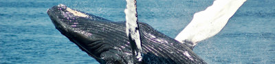 A humpback whale breaches out of the water, creating a big splash.