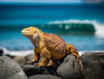 Yellow iguana on rocks during the day