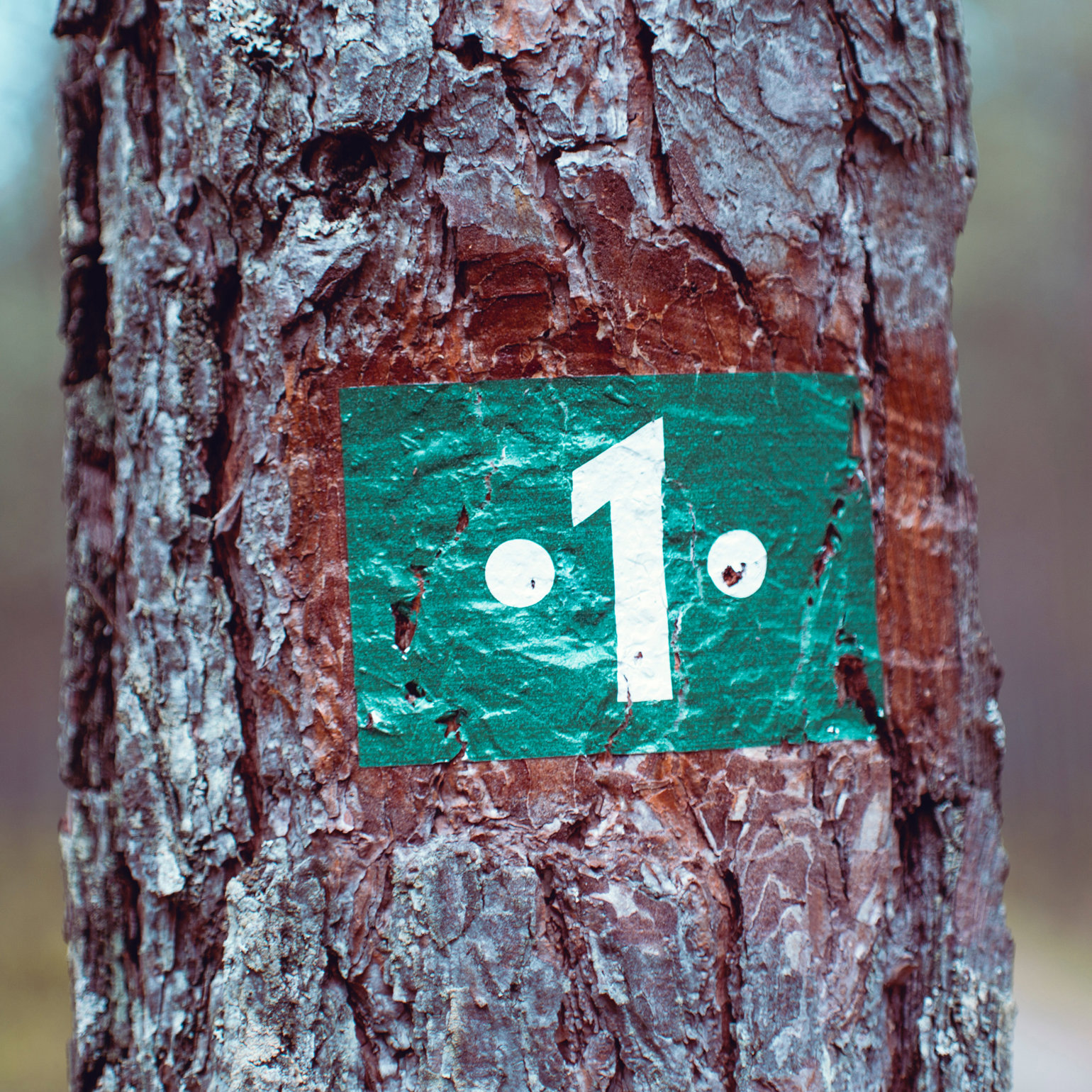 Designing a new fieldwork experience: Starting out - RGS