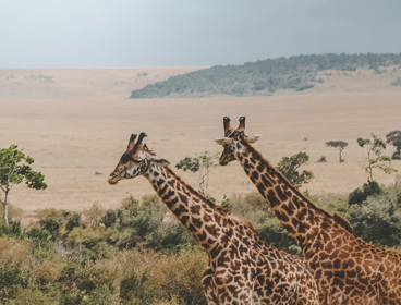 Giraffes in the Masai Mara National Reserve, Kenya 