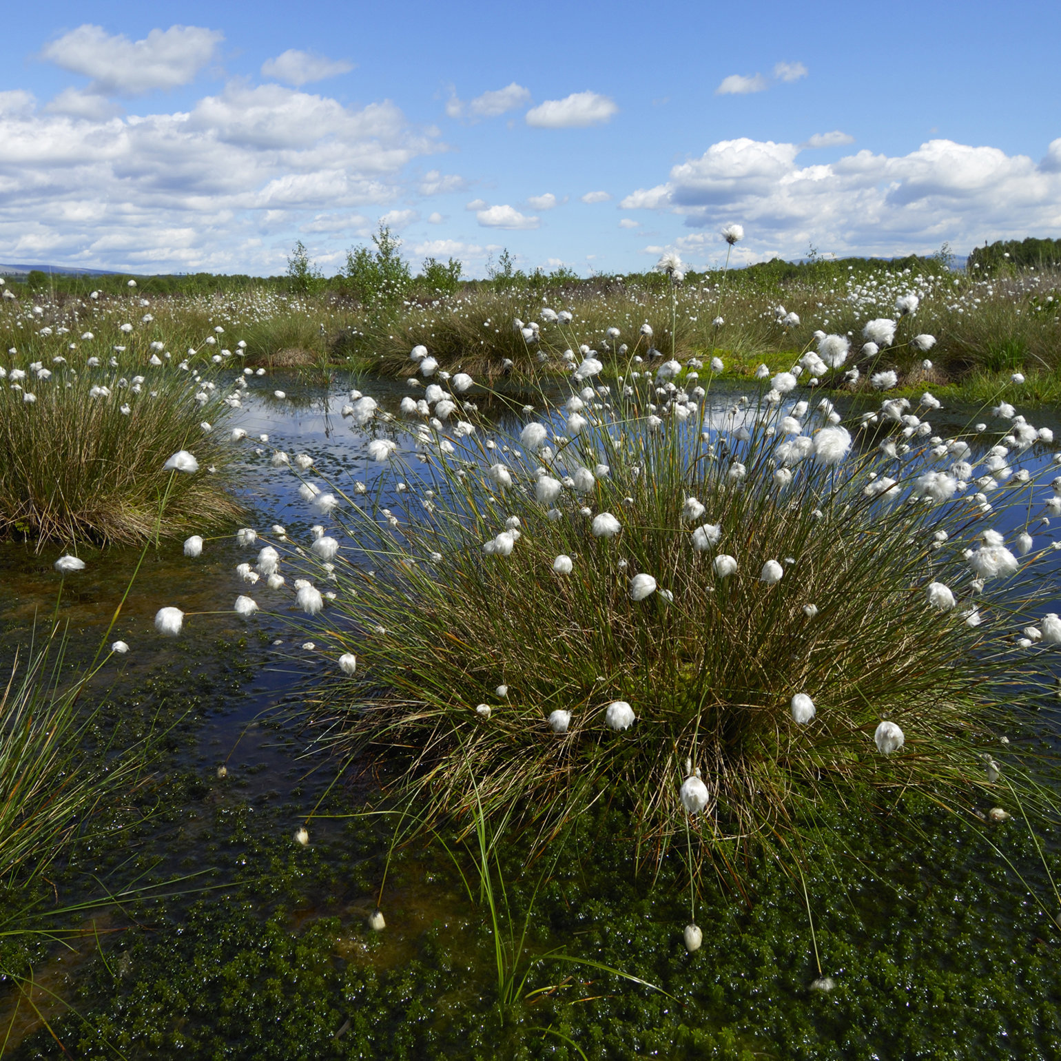 Cotton plants growing in a watery bog area