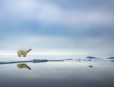 A lone polar bear standing on a ice sheet in a desolate arctic landscape.