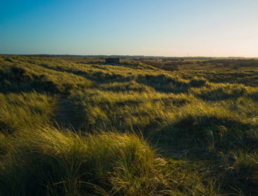 Sand dunes with grass growth. 