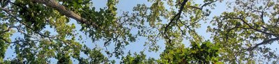 Green treetops as seen from below against a bright blue sky.