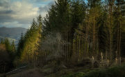 A lush forest behind a collection of broken trees that have snapped at the trunk.