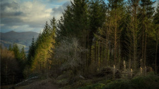 A lush forest behind a collection of broken trees that have snapped at the trunk.