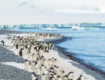 Penguins along the coastline in Antarctica