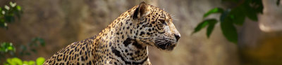 A jaguar laying on a branch. 