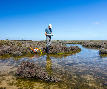 Scientist measuring environmental water quality parameters in a wetland.