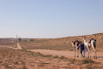 Desert landscape with buildings in the background and camels in the foreground