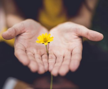 Hands holding a yellow flower