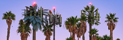 Electronic palm trees amongst palm trees in front of pink sky