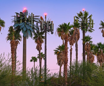 Electronic palm trees amongst palm trees in front of pink sky