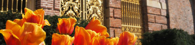 Bright orange tulips in front of a golden gate at National Trust Cliveden.