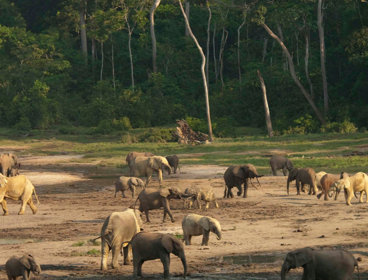 Elephants and their families in muddy terrain against forest backdrop.