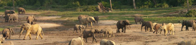 Elephants and their families in muddy terrain against forest backdrop.