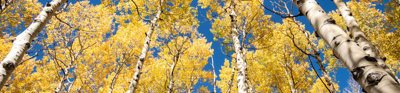 Pando trees in fall seen from below with a bright blue sky past the tree tops. 