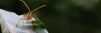 A mosquite resting on a leaf seen from up close.