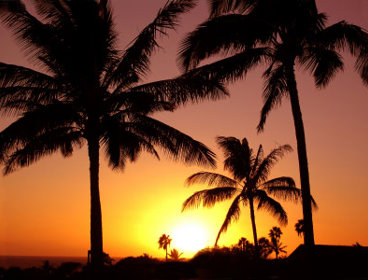 Palm trees on sunset background