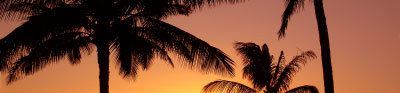 Palm trees on sunset background