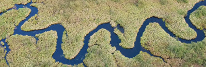 Aerial view of a river meandering through a forest.