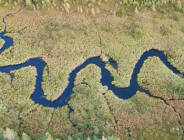 Aerial view of a river meandering through a forest.