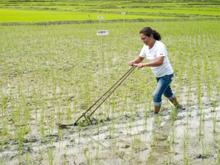 Climate Resiliency Field School - Emily Alpass demonstrates how to weed an organic paddy field