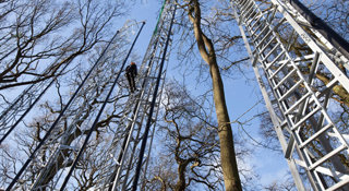 Tall ladders reaching up into a group of trees