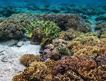 Coral reefs in Bunaken, North Sulawesi, Indonesia.