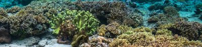 Coral reefs in Bunaken, North Sulawesi, Indonesia.