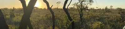 Sunset over grassy savanna looking through five small trees.