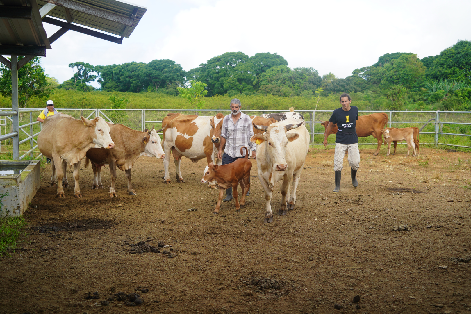  A herd of cows in a fenced enclosure, with three people walking around the enclosure.