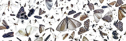 A collection of insects found in an unitended opening in a lamp placed out on a white background as seen from above.