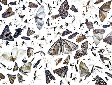 A collection of insects found in an unitended opening in a lamp placed out on a white background as seen from above.