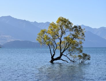A lone tree sits on a flooded piece of land - there are mountains in the background