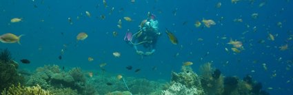 A scuba diver wearing flippers and an oxygen tank underwater taking photos of a coral reef. There are multiple species of fish swimming around the diver and coral.
