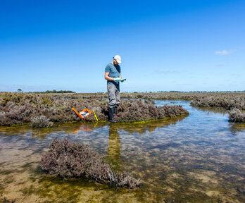 Scientist measuring environmental water quality parameters in a wetland.